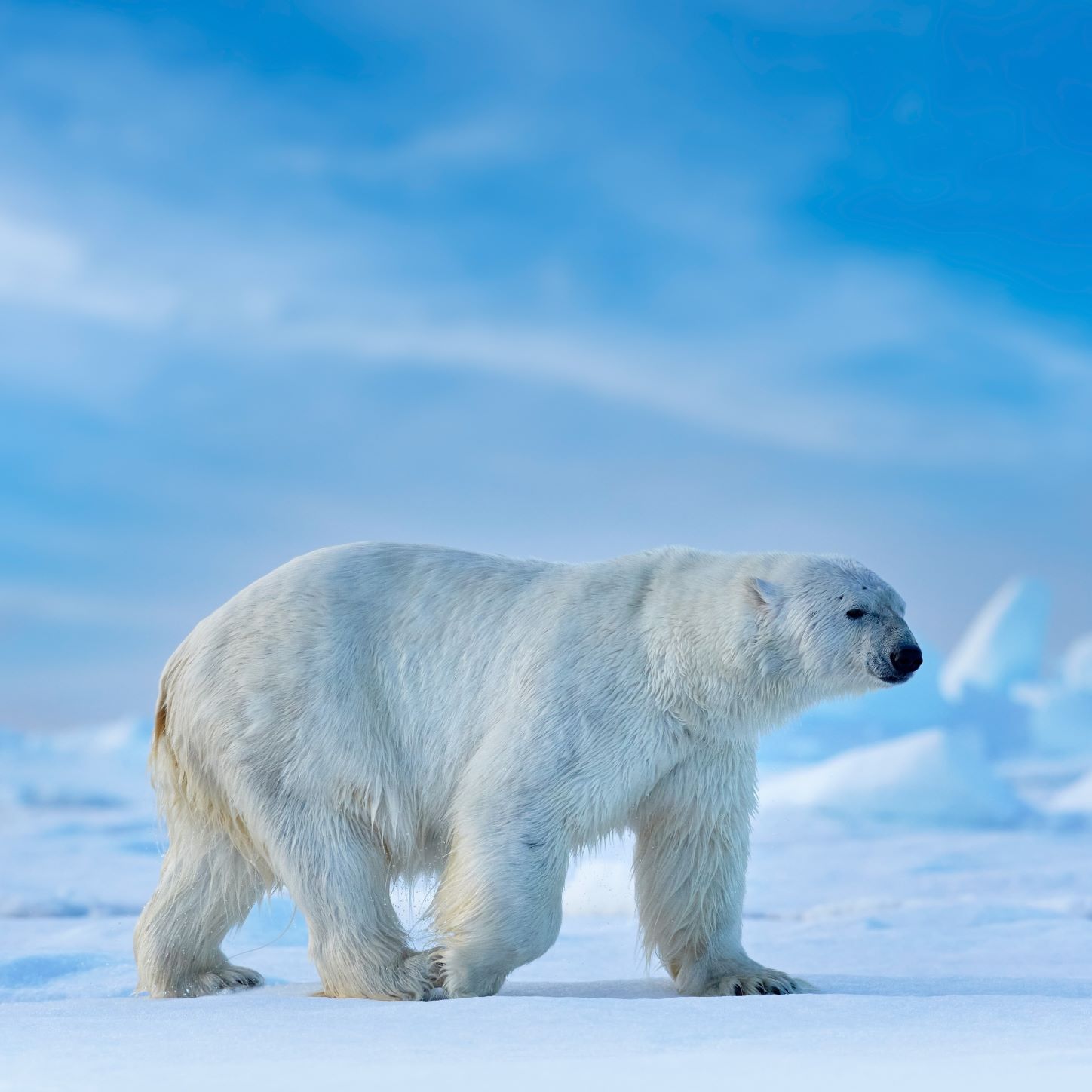 Polar Bear
